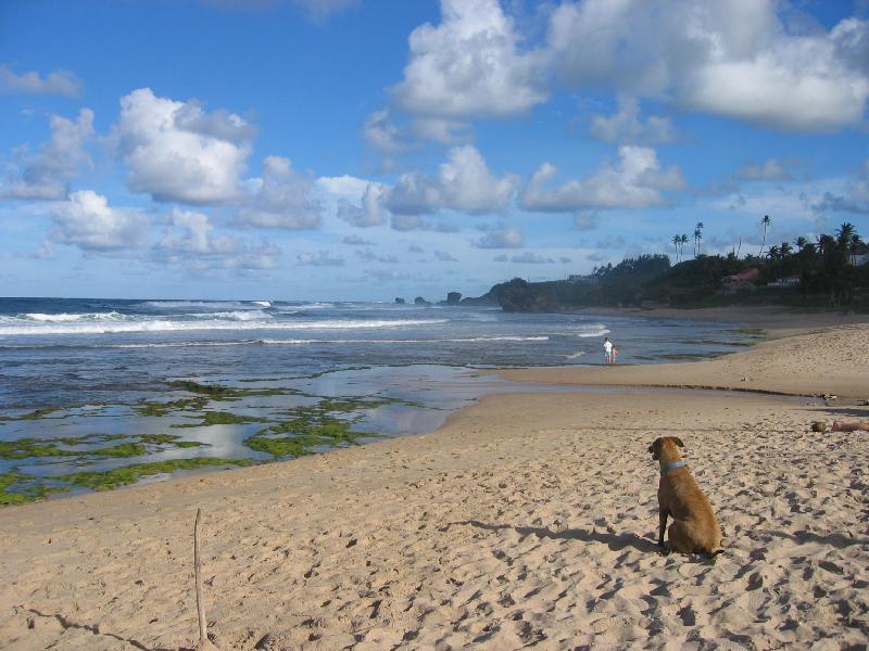 Round House Hotel Bathsheba Esterno foto